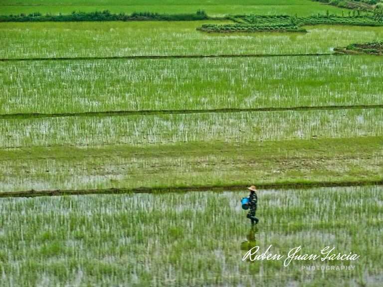 Rice farmer