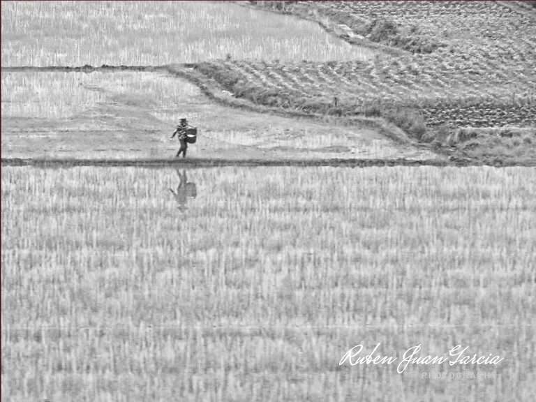 The Rice Farmer