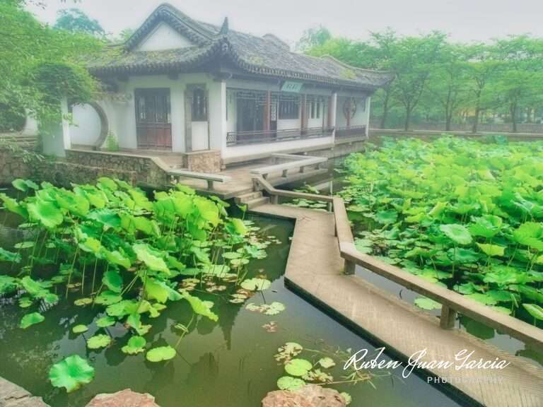 Walkway Through Water Garden In The Fog